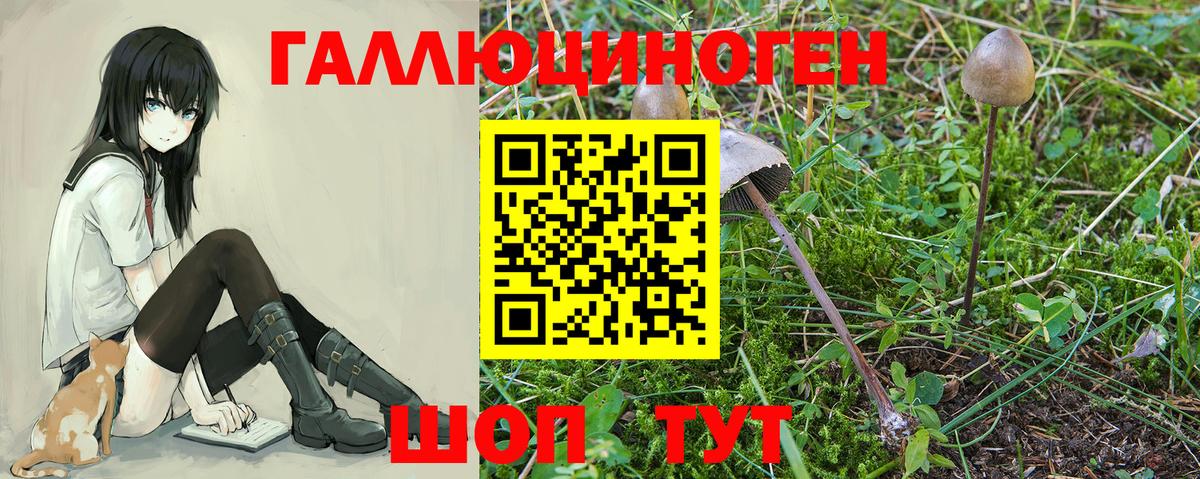Новый Уренгой  Галлюциногенные грибы Psilocybe  Вход с VPN 